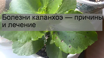 Болезни каланхоэ — причины и лечение