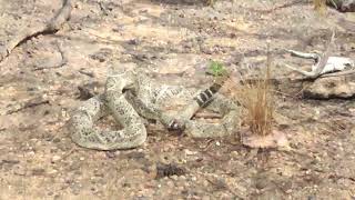 Rattle Snake - Houston Natural Museum of History Display by KoshMosh 24 views 2 years ago 36 seconds