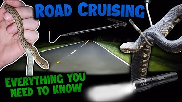 How to go Road Cruising for Snakes! (Our Tips and Tricks)