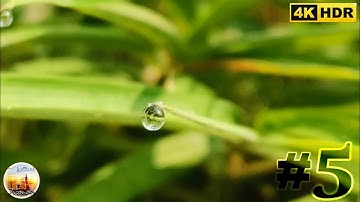 Màu Sắc Rực Rỡ Của Thiên Nhiên V | Video 4k