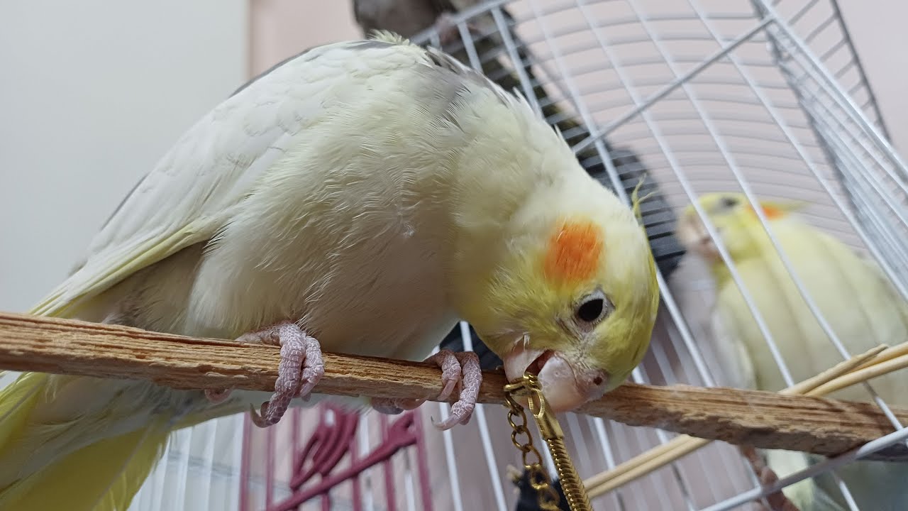 بث مباشر طيور الكوكتيل تغرد الآن 🐦 | أصوات كوكتيل مريحة للاسترخاء والنوم