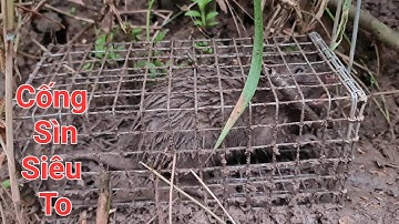 Dính cống nhum, dí rắn và món chuột chiên nước mắm hết nước chấm luôn | Săn bắt SÓC TRĂNG |