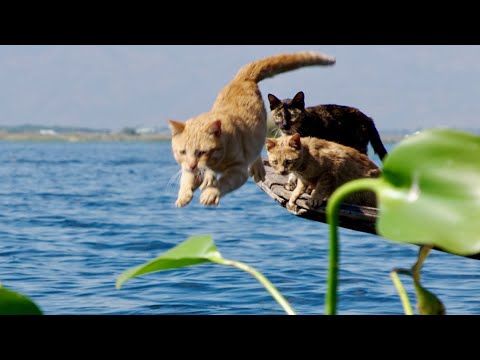 中村倫也も応援！父ネコが水中へダイブ！映画『劇場版 岩合光昭の世界ネコ歩き あるがままに、水と大地のネコ家族』本編映像
