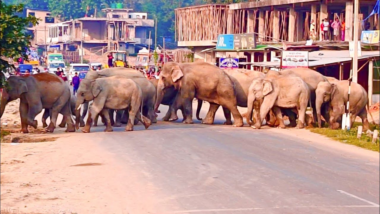 Wild Elephants Create Traffic Chaos on Numaligarh’s National Highway 39