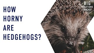 How horny are hedgehogs?