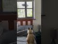 I’m not afraid like Jabuu #catvideos #catlovers #cutecat #funnycats #catshorts