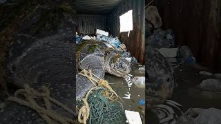 🐢 Giant Leatherback Turtle Rescue from a Trapped Container! #Shorts #AnimalRescue