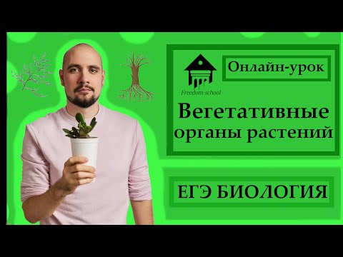ВЕГЕТАТИВНЫЕ ОРГАНЫ РАСТЕНИЙ