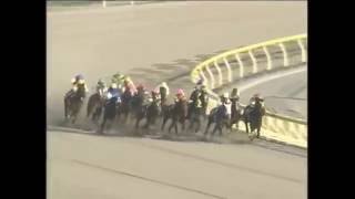 アドマイヤドン（Admire Don） フェブラリーステーク（February S