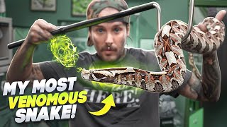 The MOST VENOMOUS Snake I have