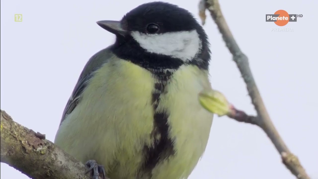 Sikorki - latający spryt (2022) Film Przyrodniczy PL