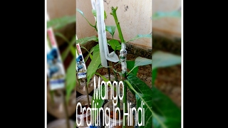 HOW TO GRAFT MANGO  PLANT....TO BECOME MANGO TREE PART -1.