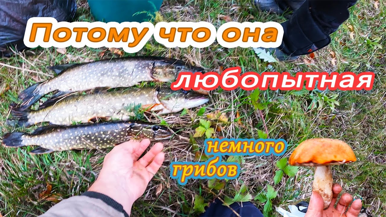 Потому что она любопытная... Ловля щуки на джеркбейты. 