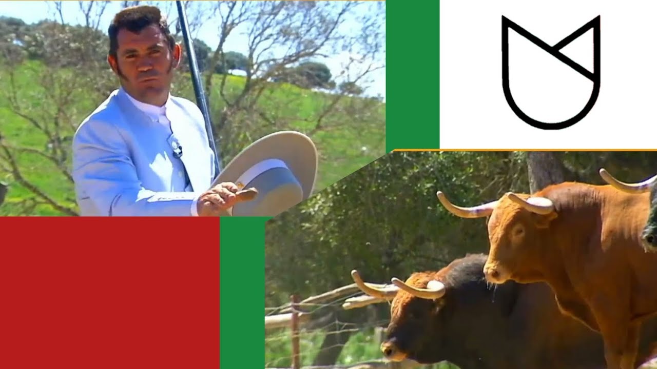 El Toro Obedece la Voz del Mayoral: Toros de Nuñez del Cuvillo