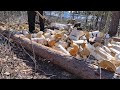 Splitting birch firewood with axe and no stump needed