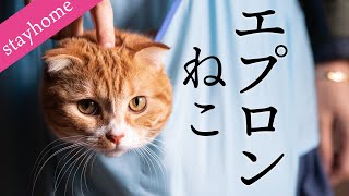 【エプロンねこ】猫をポッケに入れてみた【身重気分】