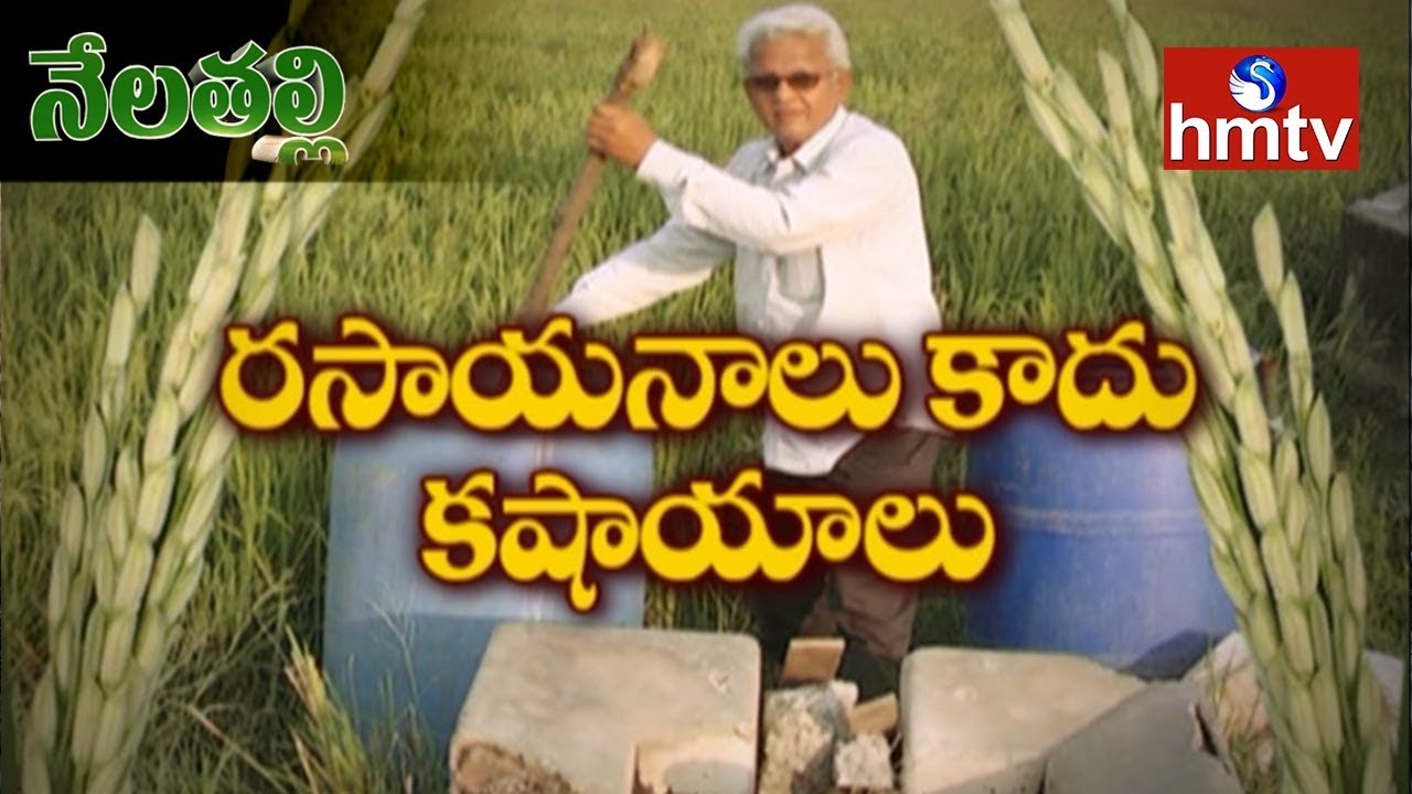 Subhash Palekar Natural Farming Guide By Warangal Farmers Gautam Nela Talli Telugu News Hmtv Youtube