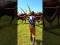 Ankole Long Horned Cattle Found In Western Uganda Rwanda And Burundi 