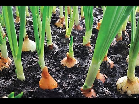 Vidéo: Oignons : Se Préparer Pour La Récolte