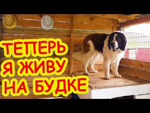 Покрасили БУДКУ В ЦВЕТ ФЛАГА. Уборка и тюнинг вольера для собаки. Московская сторожевая Булат