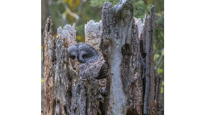 Great Gray Owls in California