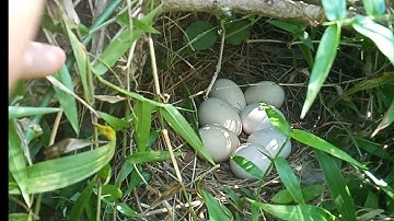 Gà rừng nuôi thả || đẻ trứng quá chờiii😜😜😜