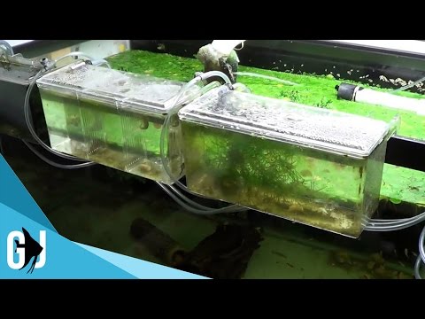 Video: „Pet Scoop“: „Lab Crashes Semi Truck Into Tree“, laukinis lauko augalas, gimęs akvariumo baseine