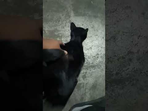 แมวดำในตำนาน