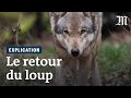 Comment le loup a fait son retour en france