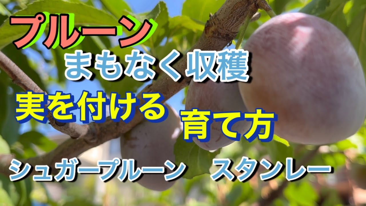 【プルーン栽培】実を付ける、育て方、まもなく収穫、