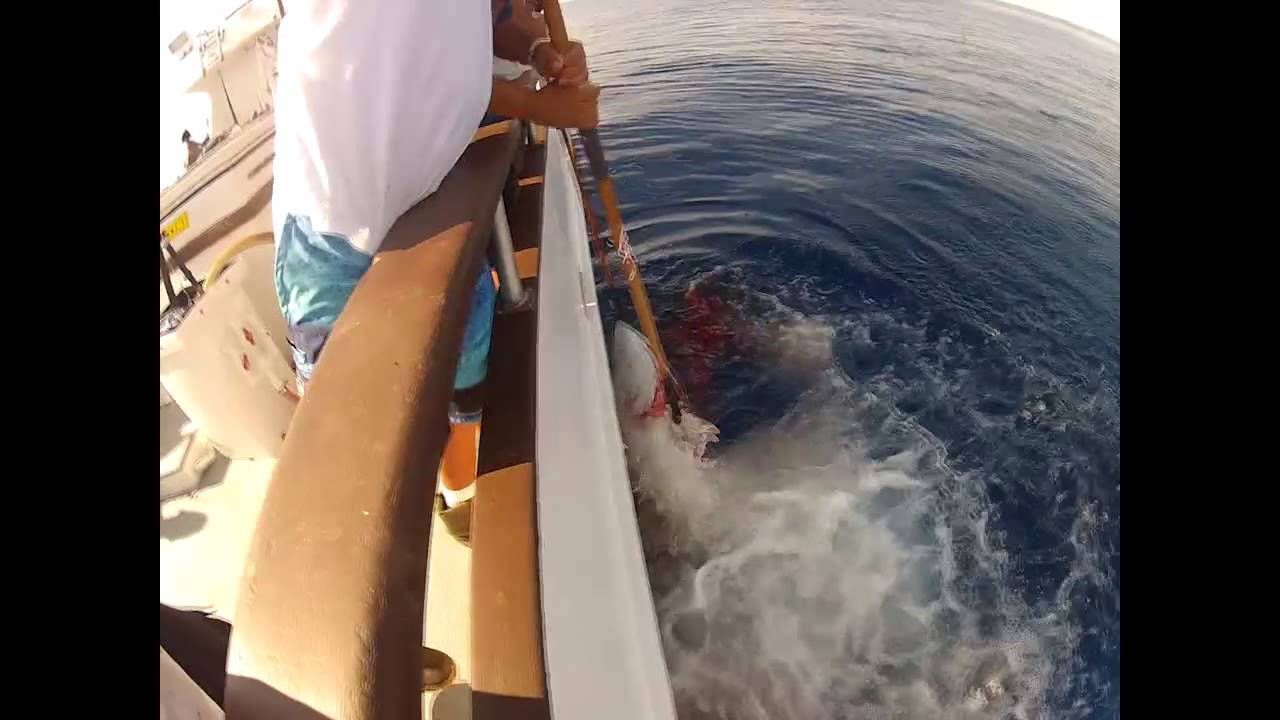 Maximus Sportfishing Puerto Vallarta December 2012 Part 1 YouTube