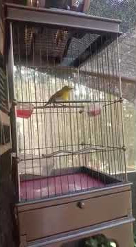 pleci breen ak 47 zonk SF
