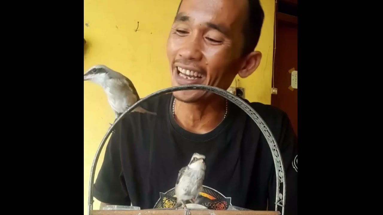 CARA MELIHAT TROTOL CENDET BETINA YA KAYAK GINI LEBIH JELAS BOLO #ternakcendet #bodbodcendet 