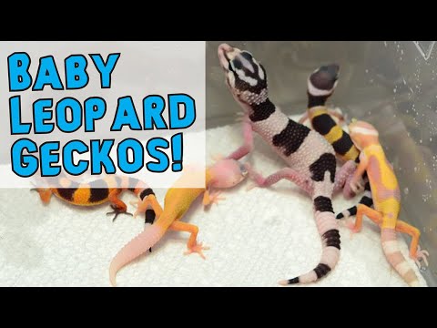reptiles liste LEOPARD GECKO BABIES!