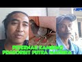 Bongkar merpati legend putra madura