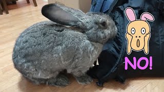 Continental Giant Rabbit Finds Her New Toy!（フレミッシュジャイアント、新しいおもちゃを発見！） by Jabba The Rabbit 11,851 views 4 years ago 1 minute, 17 seconds