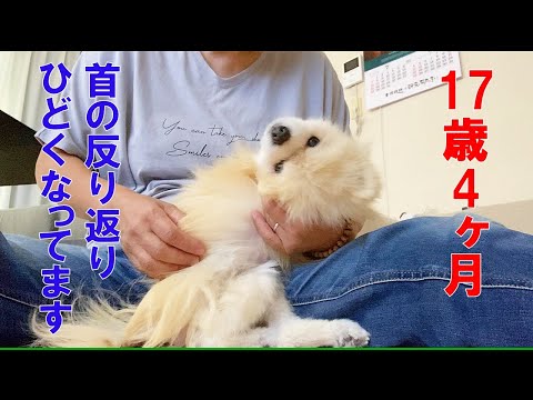 老犬介護】 17歳4か月 ポンちゃん足腰が一段と弱くなってしまい