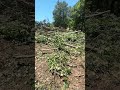 Progress of our small land clearing project. #landclearing #stihl