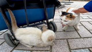子猫怒られる