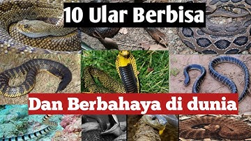 10 Ular Berbisa paling berbahaya di dunia, Bisa membunuh dengan cepat