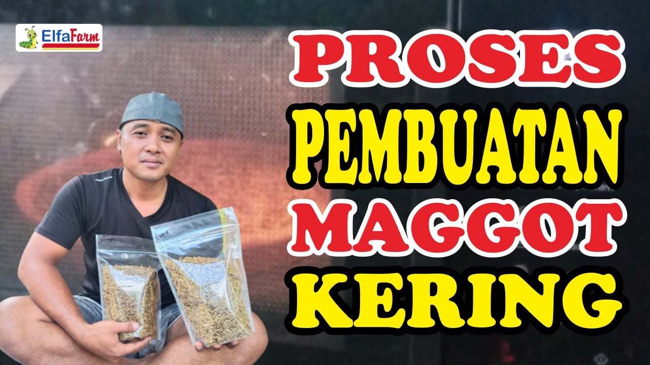 CARA MEMBUAT MAGGOT KERING...!!!