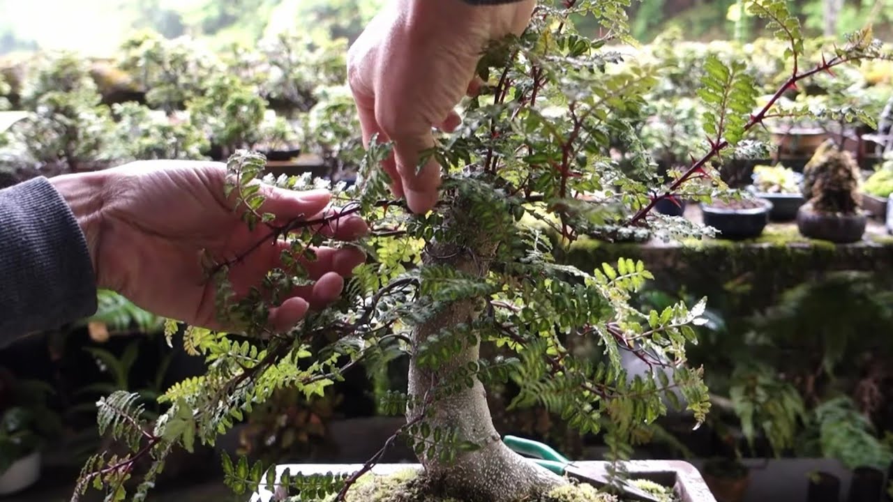 Bonsai diary】 山採り山椒の経過報告② ♯325 - YouTube