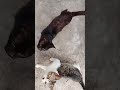 kasihan mereka nungguin sejak tadi mau minta makan