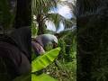 backyard Farming in Jamaica