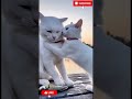 Millo Catches a Big Fish 🐟😺