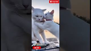 Millo Catches a Big Fish 🐟😺