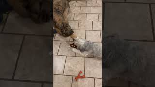 Wicket the Briard How to play when your little brother is bigger than you.