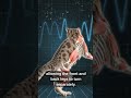 The physics of why cats always land on their feet