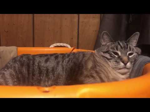 fred-the-25-pound-cat-loves-this-orange-tote.