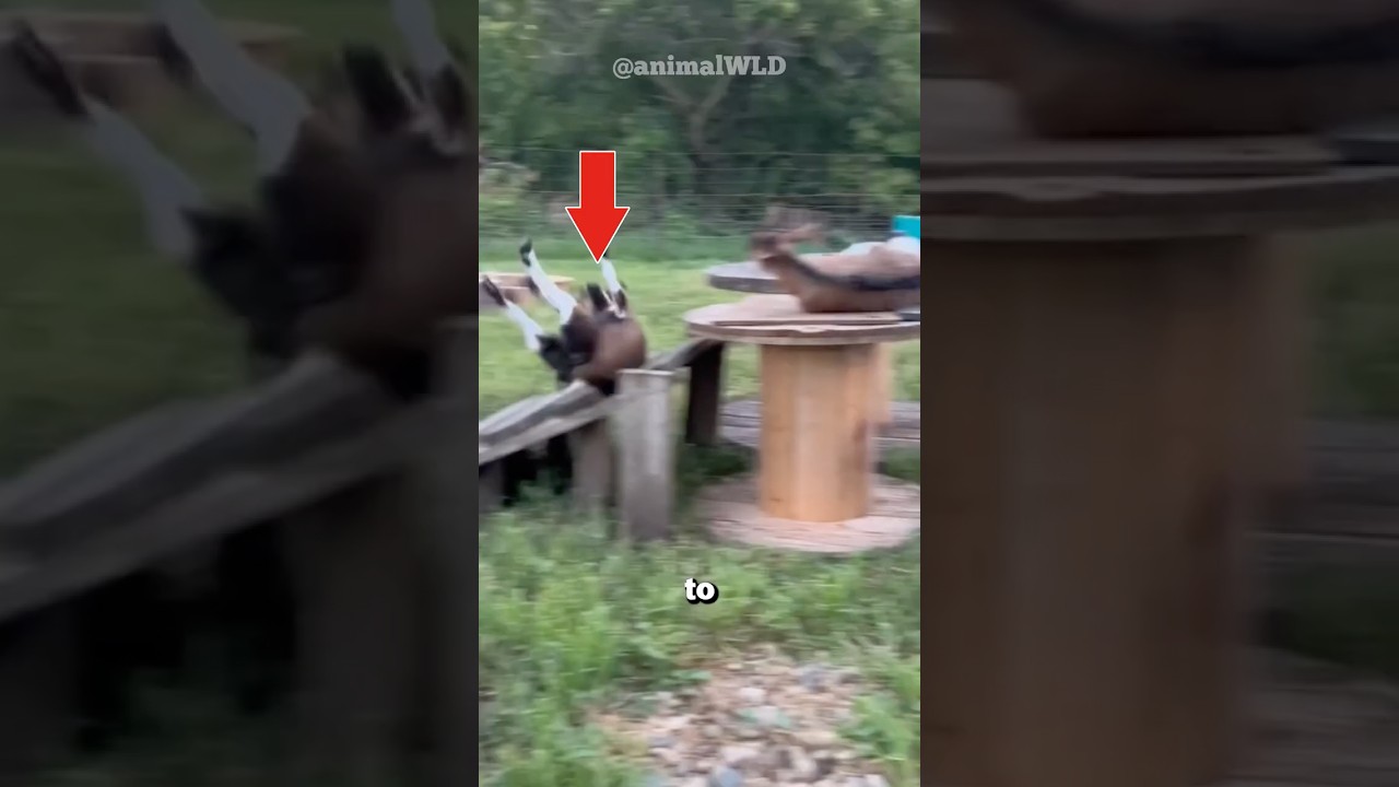 Why Do Fainting Goats Freeze?